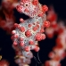seahorse_pygmy_kbrnr2_v_0156_sul4941.jpg